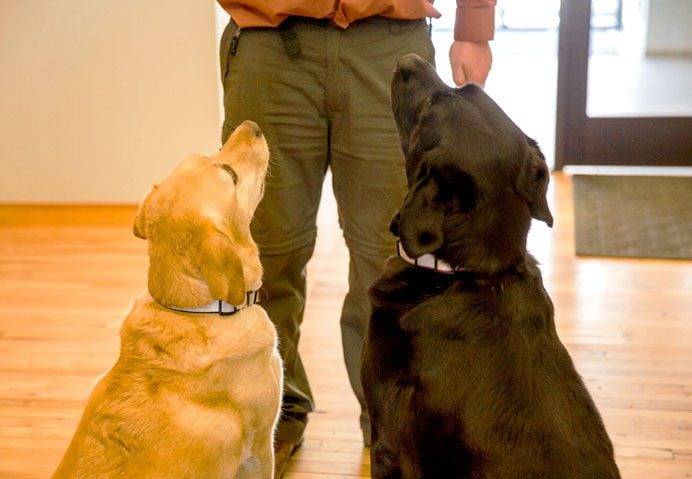 office dogs Avy & Sydney at Big Storm office in Bozeman, MT