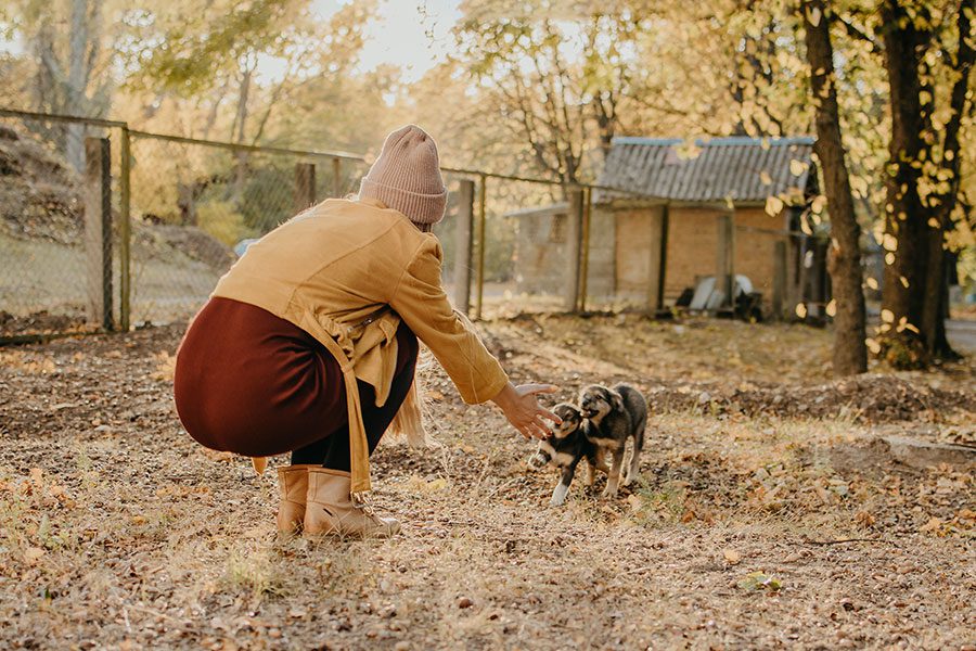 woman playing with shelter puppies in fall